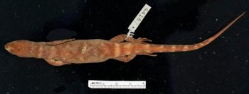 Media type: image;   Herpetology R-44167